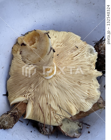 A large Tricholomopsis rutilans. Lying in a bucket with its gill surface facing up. Autumn mushroom foraging. 132548324