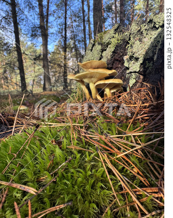 Hypholoma capnoides. Grows in a pine forest near an old stump. Autumn mushroom foraging. 132548325