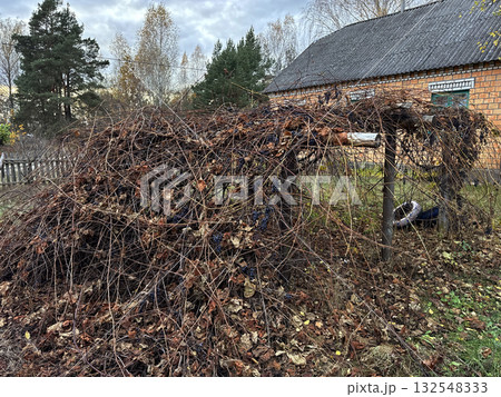 An unkempt vineyard. The vine is not pruned, part of it lies on the ground. The vineyard in late October, before pruning, withered leaves. 132548333
