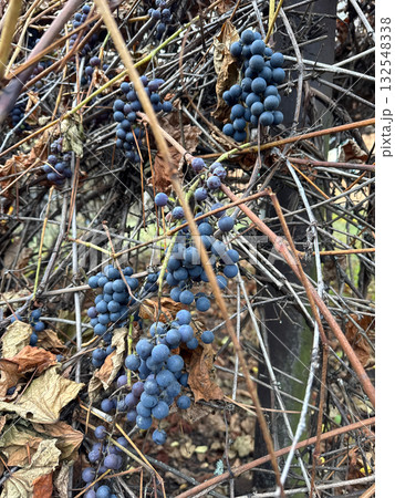 A cluster of ripe Victoria grapes on the vine in autumn. A grapevine in late October, withered leaves. A cluster of ripe Victoria grapes on the vine in autumn. A grapevine in late October, withered leaves. 132548338