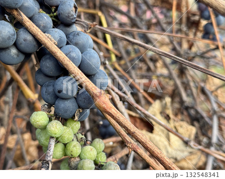 A cluster of ripe Victoria grapes on the vine in autumn. A bunch of green grapes that failed to ripen due to frost. Grapevine in late October. A cluster of ripe Victoria grapes on the vine in autumn. A bunch of green grapes that failed to ripen due to frost. Grapevine in late October. 132548341