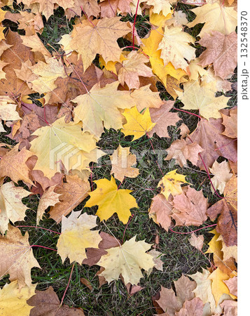 Colorful autumn leaves in various shades of yellow, orange, and brown scattered on the ground, creating a vibrant natural carpet of foliage in a serene outdoor setting 132548370