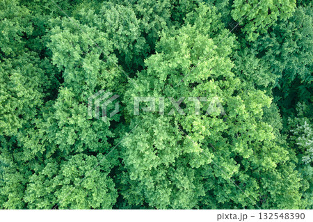Top down flat aerial view of dark lush forest with green trees canopies in summer 132548390