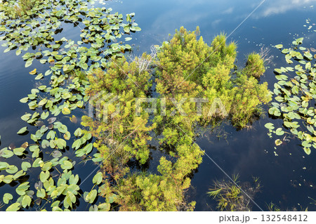 Sunny landscape over forest lake water in southern tropical wetlands. Amazing Florida nature on a sunny day 132548412