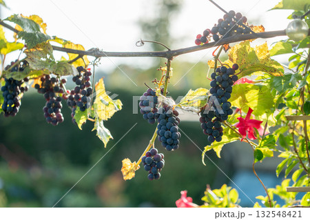 Sundrenched purple berries nestled among leaves, Ripening grapes illuminated by natural sunlight in organic cultivation Sundrenched purple berries nestled among leaves, Ripening grapes illuminated by natural sunlight in organic cultivation 132548421