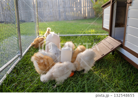 Raising organic chicken on home backyard. Young chicks in chicken coop with green grass on yard garden Raising organic chicken on home backyard. Young chicks in chicken coop with green grass on yard garden 132548655