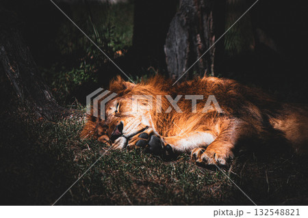 Sleeping lion resting on grass in sunlight, peaceful wildlife photography 132548821