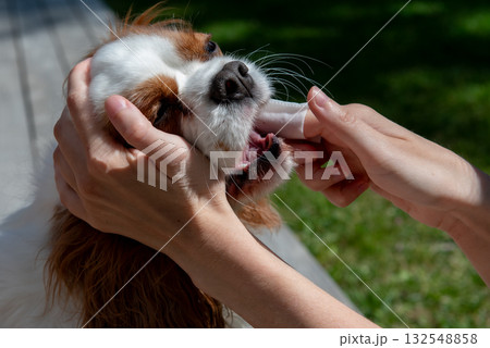 Owner cleaning dogs mouth with dental wipe outdoors Owner cleaning dogs mouth with dental wipe outdoors 132548858