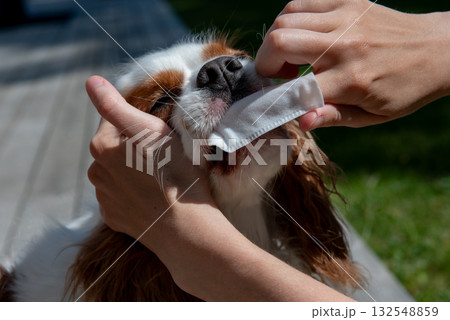 Owner cleaning dogs mouth with dental wipe outdoors Owner cleaning dogs mouth with dental wipe outdoors 132548859
