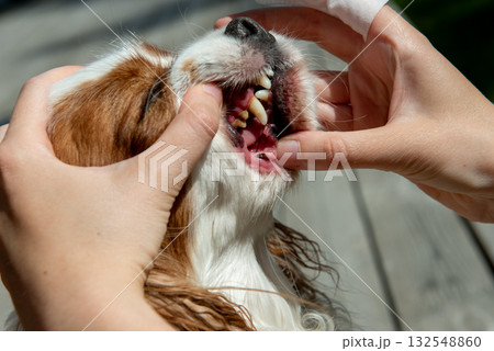 Owner cleaning dogs mouth with dental wipe outdoors Owner cleaning dogs mouth with dental wipe outdoors 132548860