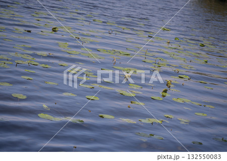 Lily pads float gracefully on the calm waters of Lac de Leon in Landes Lily pads float gracefully on the calm waters of Lac de Leon in Landes 132550083