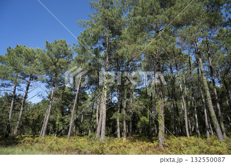 Beautiful landscape of Landes forest with pine trees, ferns and heather Moliets 132550087