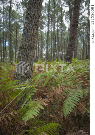Lush ferns stand tall in Landes pine forest during a serene day in Moliets 132550091