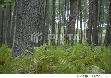 Lush ferns stand tall in Landes pine forest during a serene day in Moliets 132550098