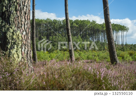 Beautiful landscape of Landes forest with pine trees, ferns and heather Moliets Beautiful landscape of Landes forest with pine trees, ferns and heather Moliets 132550110