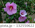 Close-up of Beautiful Syrian Hibiscus Flower with Fresh Raindrops on Delicate Pink Petals Close-up of Beautiful Syrian Hibiscus Flower with Fresh Raindrops on Delicate Pink Petals 132550622