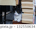 Istanbul street cat resting among books at bookstore - intellect Istanbul street cat resting among books at bookstore - intellect 132550634