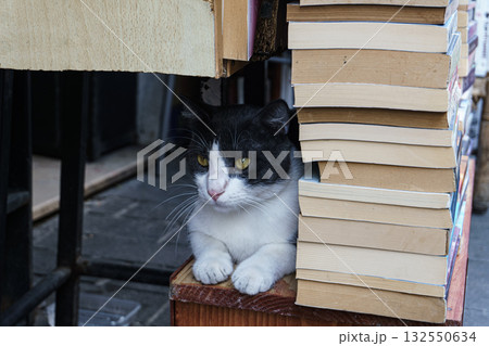 Istanbul street cat resting among books at bookstore - intellect 132550634