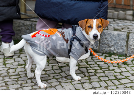 Small Jack Russell dog in festive grey sweater stands on cobblestone street with curious gaze. Orange leash and knitted outfit create warm, cheerful winter street moment Small Jack Russell dog in festive grey sweater stands on cobblestone street with curious gaze. Orange leash and knitted outfit create warm, cheerful winter street moment 132550848