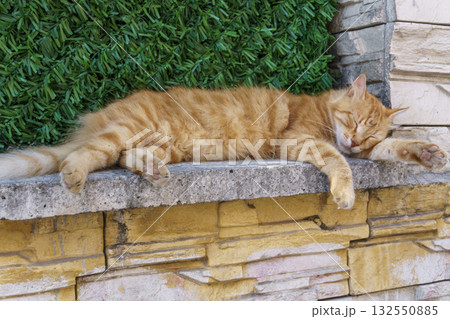 Orange tabby cat sleeping peacefully on stone wall in Istanbul 132550885