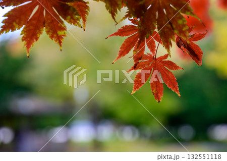 中島公園秋の一日_2079 中島公園秋の一日_2079 132551118