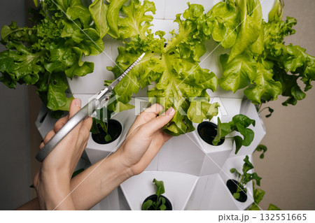 Home gardening enthusiast female using scissors, harvesting fresh lettuce leaves from vertical hydroponic farming system, showcasing sustainable agriculture and modern farming techniques. 132551665