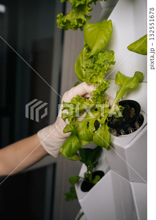 Gloved hands of home gardening enthusiast transferring hydroponic green oak lettuce seedling into vertical farming rack, highlighting precision agricultural technology and sustainable growing methods Gloved hands of home gardening enthusiast transferring hydroponic green oak lettuce seedling into vertical farming rack, highlighting precision agricultural technology and sustainable growing methods 132551678