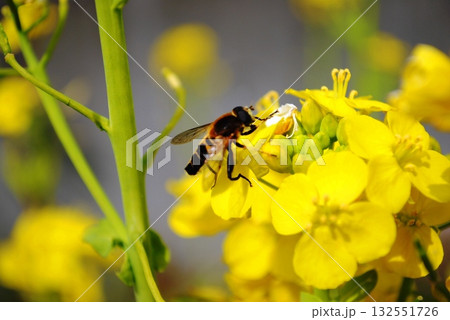 菜の花と蜜蜂 菜の花と蜜蜂 132551726