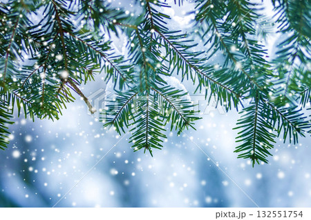 Pine tree branches with green needles covered with deep fresh clean snow on blurred blue outdoors copy space background. Merry Christmas and Happy New Year greeting postcard. 132551754
