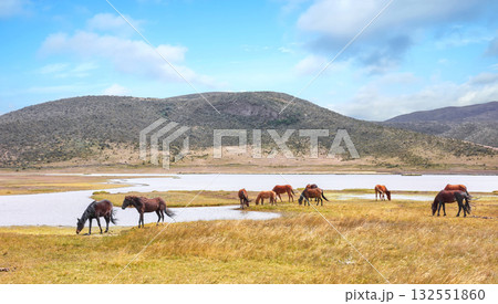 Landscape with wild horses at the foot of the Cotopaxi volcano, Ecuador. 132551860