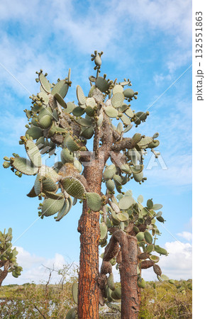 Giant prickly pear cactus on Santa Cruz Island, Galapagos National Park, Ecuador. 132551863
