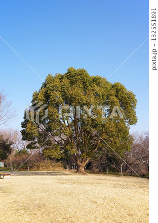 冬の公園『四日市南部丘陵公園』クスノキ 冬の公園『四日市南部丘陵公園』クスノキ 132551891