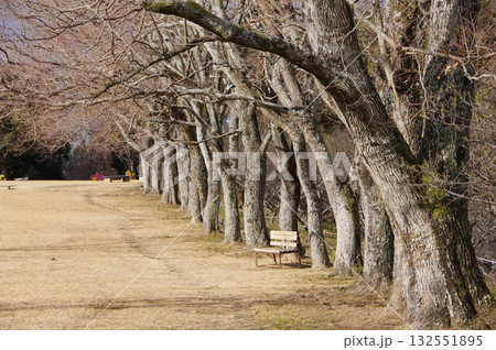 冬の公園『四日市南部丘陵公園』 冬の公園『四日市南部丘陵公園』 132551895
