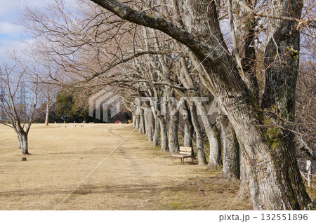 冬の公園『四日市南部丘陵公園』 132551896