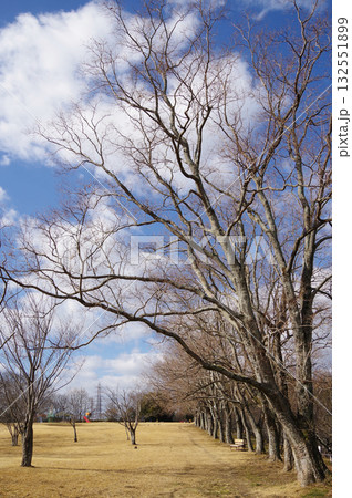 冬の公園『四日市南部丘陵公園』 冬の公園『四日市南部丘陵公園』 132551899
