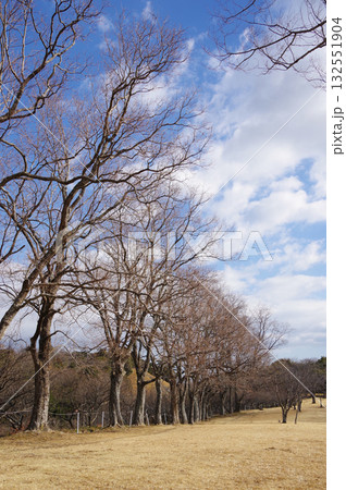 冬の公園『四日市南部丘陵公園』 冬の公園『四日市南部丘陵公園』 132551904