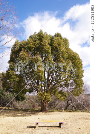 冬の公園『四日市南部丘陵公園』クスノキ 132551908