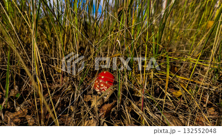 A fly agaric in yellowing grass. The fly agaric grows on the forest floor and has a distinctive red cap with white spots, which is partially hidden in the dry green grass in autumn. A fly agaric in yellowing grass. The fly agaric grows on the forest floor and has a distinctive red cap with white spots, which is partially hidden in the dry green grass in autumn. 132552048
