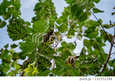 Green leaves with pattern 132552186