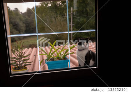 Cat in the window looks Cat in the window looks 132552194