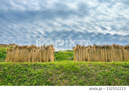 秋の雲と稲架掛けされた新米【姨捨の棚田】 132552213