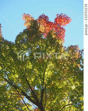 色づき始めの紅葉（20251027065354） 132552216