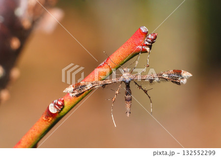 冬のトリバガの一種 132552299