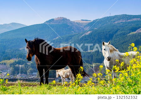 春の湯布院と放牧の馬 春の湯布院と放牧の馬 132552332