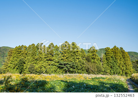 マキノ町の樹林風景　滋賀県高島市 132552463