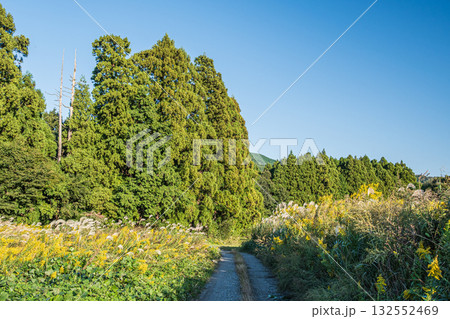 マキノ町の樹林風景　滋賀県高島市 132552469