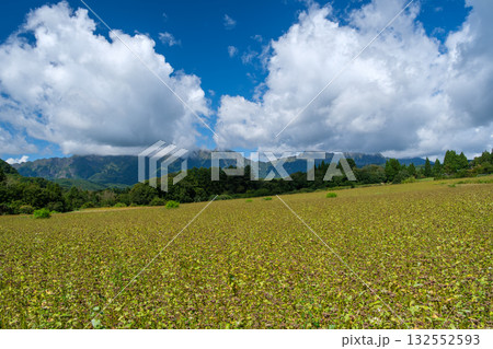 戸隠山とそば畑 132552593