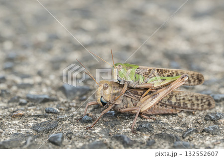 路上のトノサマバッタ 重なり合うオスとメス 路上のトノサマバッタ 重なり合うオスとメス 132552607