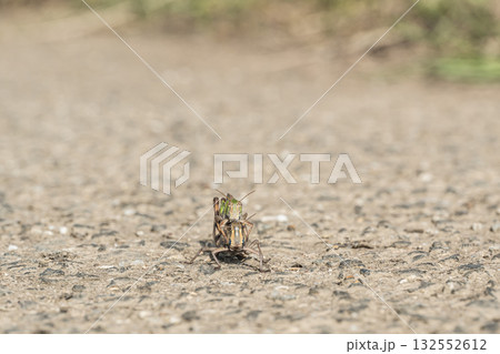 路上のトノサマバッタ　重なり合うオスとメス 132552612