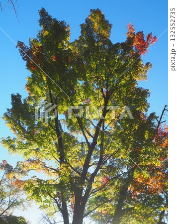 朝日を浴びる色づき始めの紅葉（20251027065423） 132552735